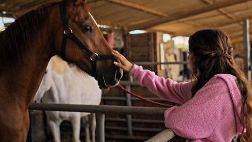 Horses