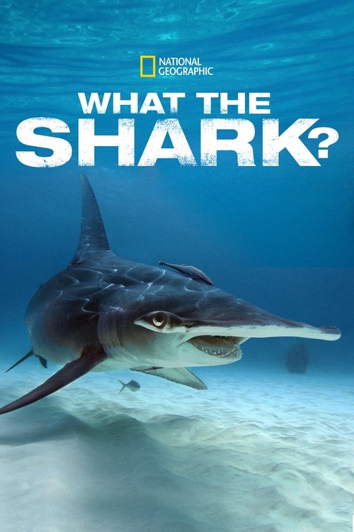 What the Shark? poster