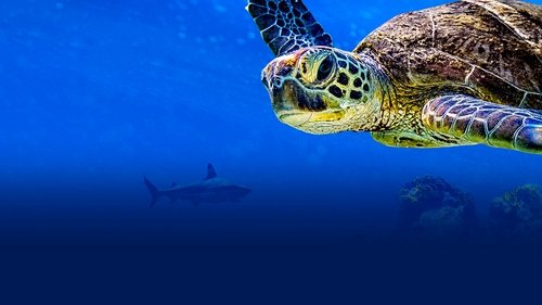 Turtle Odyssey (2018) Voller Film-Stream online anschauen