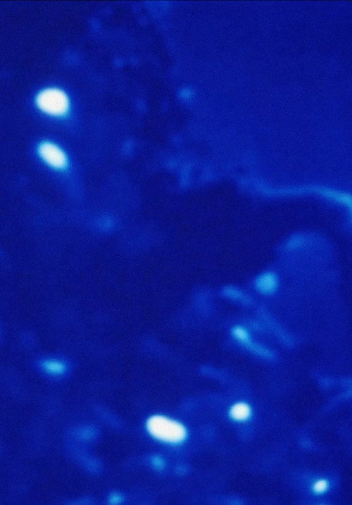 Morfolog&iacute;a de un sue&ntilde;o电影海报