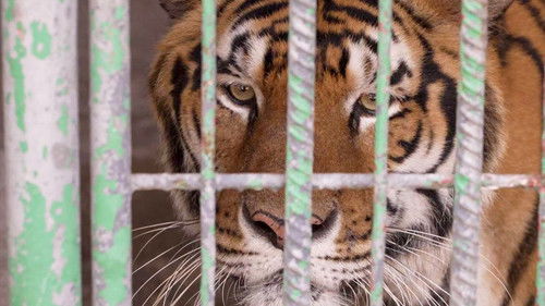 Thailand's Tiger Kingpins