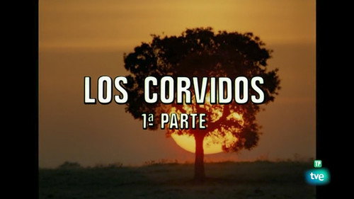 The Corvids I