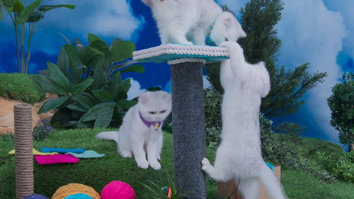 Cat Whisperer