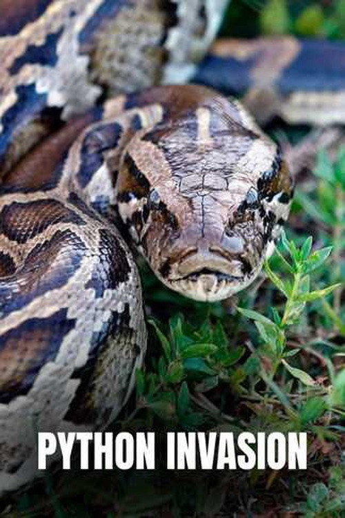 Python Invasion电影海报