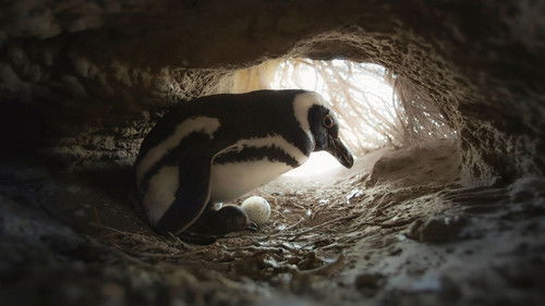 Secrets of the Penguins - 2. Bölüm