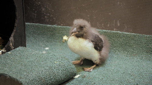 Puffin But Trouble