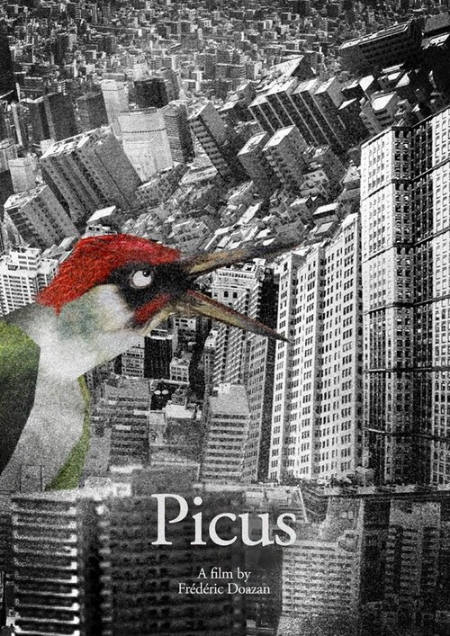 Picus