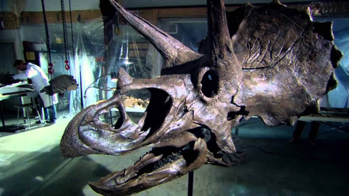 The Mesozoic
