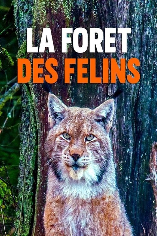 La+for%C3%AAt+des+f%C3%A9lins%3A+Chats+sauvages+et+lynx+du+Harz