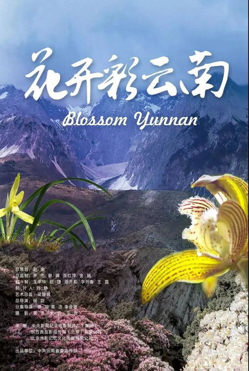 花开彩云南电影海报