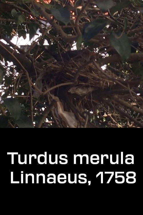 Turdus merula Linnaeus, 1758 poster 3