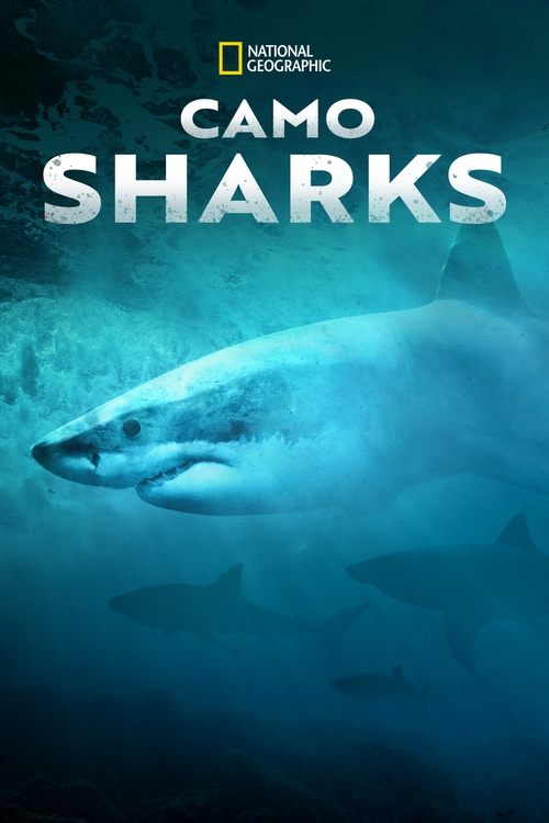 Camo Sharks Poster