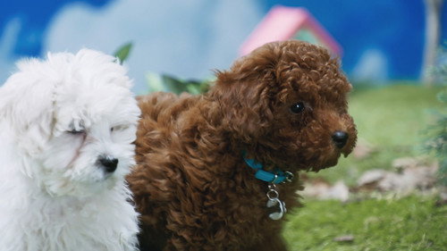 Puppy Help