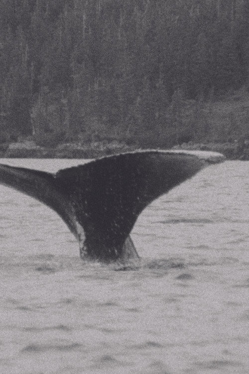 Whales