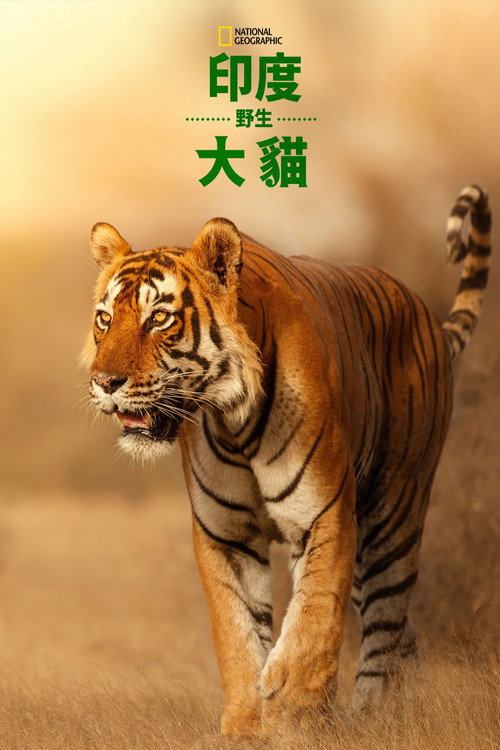 印度野生大猫电影海报