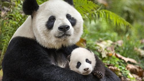 Disneynature: Nacidos en China (2016) Ver Pelicula Completa Streaming Online