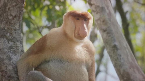 World's Weirdest Animal Faces第1季第1集