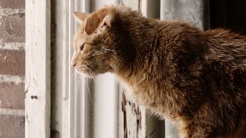 This Is Us - 12. Bölüm