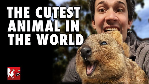 The Cutest Animal In The World