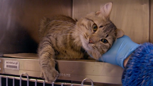 The Cat Rescuers