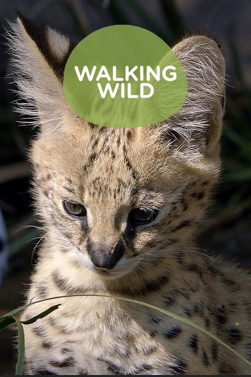 Walking Wild at the San Diego Zoo海报