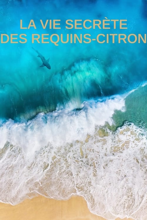 La+vie+secr%C3%A8te+des+requins+citron