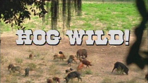 Hog Wild