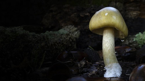 Death Cap Murders, Part 1