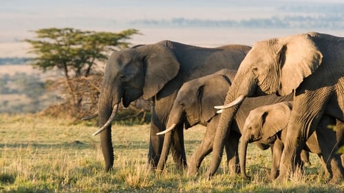 Los elefantes (2020) Ver Pelicula Completa Streaming Online