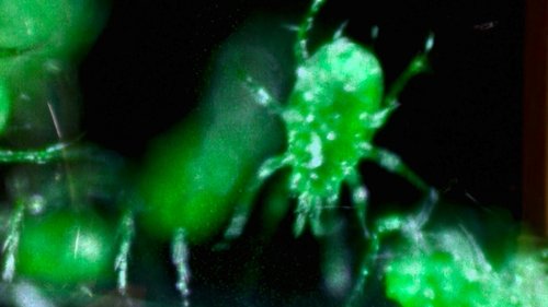 The X-Files - 20. Bölüm