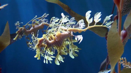 Bizarre Breeding
