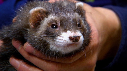 Ferret Freak Out!