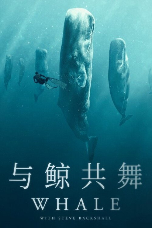 与鲸共舞电影海报