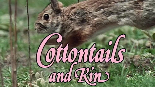 Cottontails and Kin
