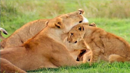 Animal Culture