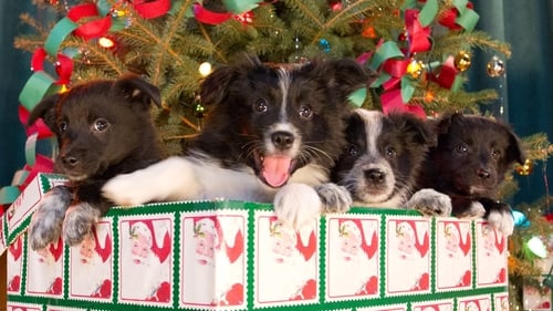 12 Dogs of Christmas: Great Puppy Rescue 2012