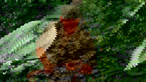 images