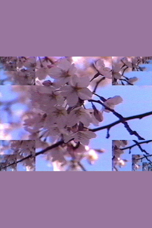 Rock Video: Cherry Blossom 1986 Rock Video: Cherry Blossom 1986