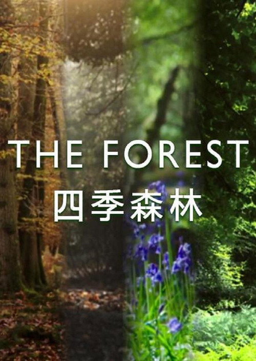 四季森林电影海报