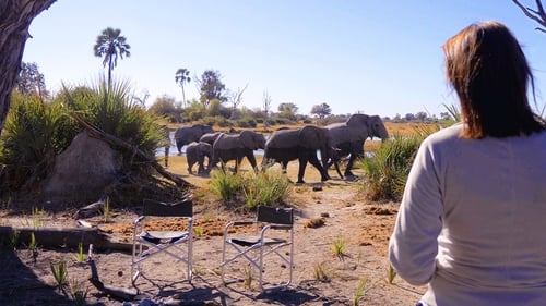 Tras los pasos del elefante (2020) Ver Pelicula Completa Streaming Online