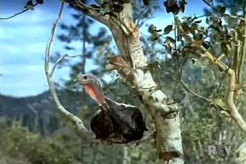 The Thanksgiving Story