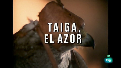 Taiga, the Goshawk