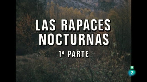 Nocturnal Raptors I