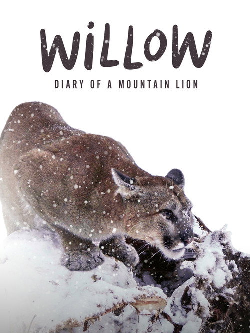 Willow: Diary of a Mountain Lion
