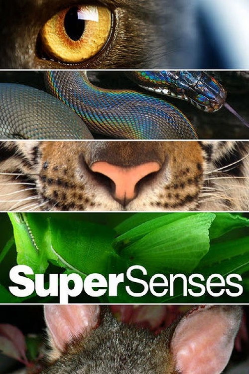 Supersenses电影海报