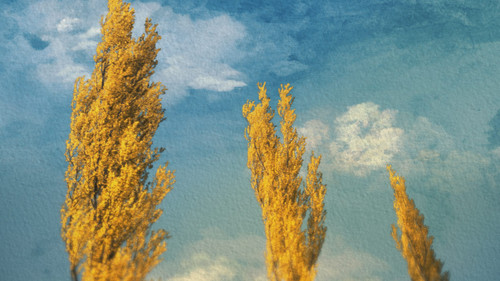 Backdrop