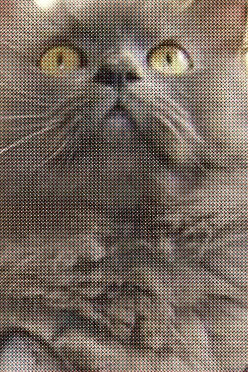 Monstro Cat