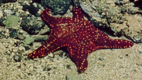 Backdrop