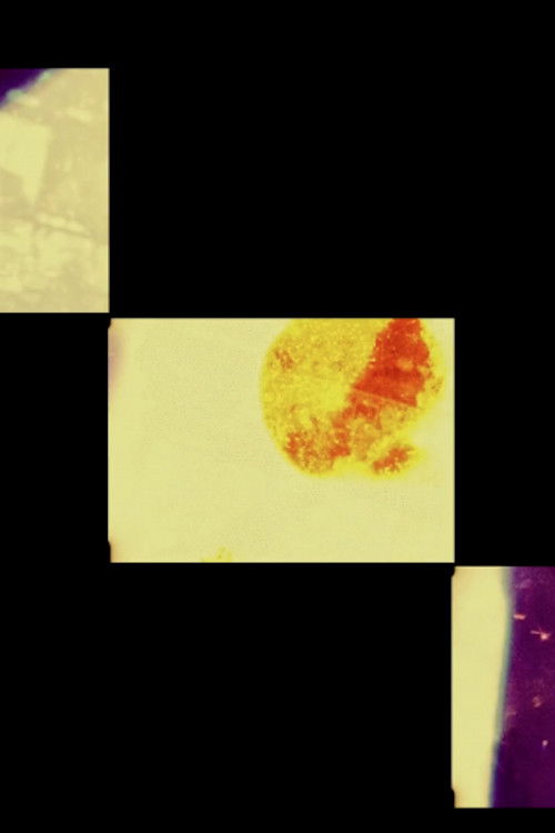 Saccharine Wonderland & Forces That Make Me Shiver