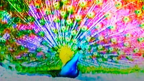 Afraid of Peacock